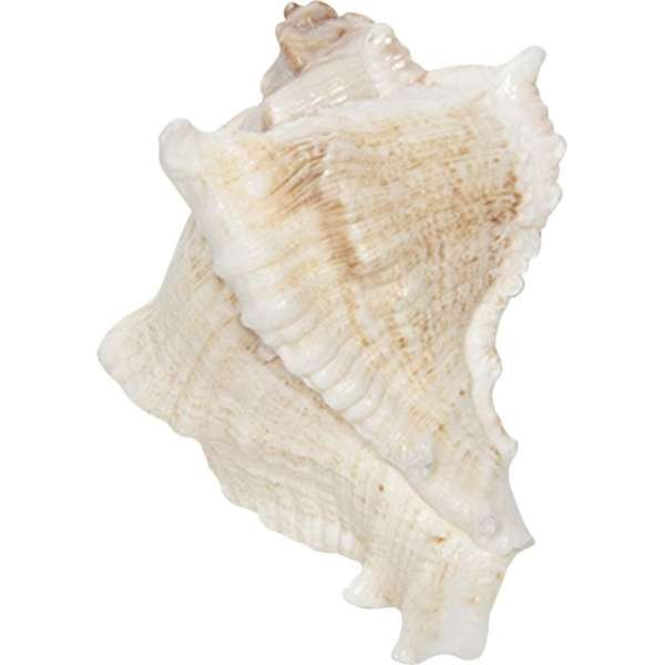 Clayre & Eef Deurknop 7*6 cm Wit, Bruin Keramiek Meubelknop Clayre & Eef Deurknop 7*6 cm Wit, Bruin Keramiek Meubelknop